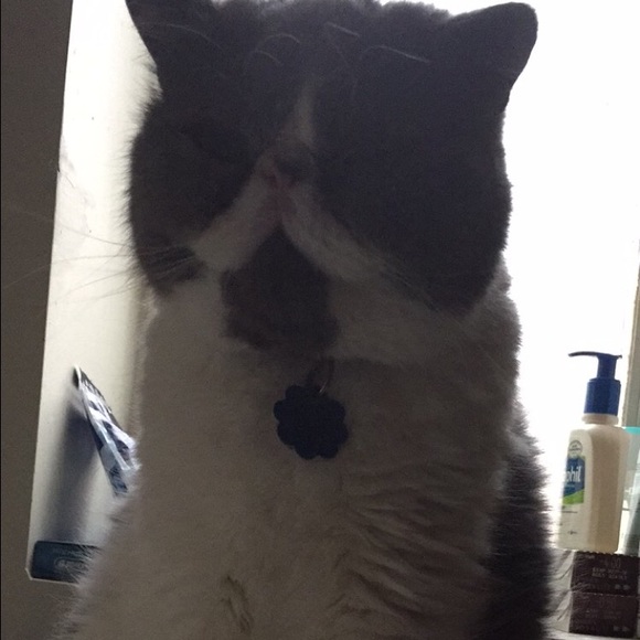 Profile Picture of Lauren Krampf (@mishyk1) on Poshmark