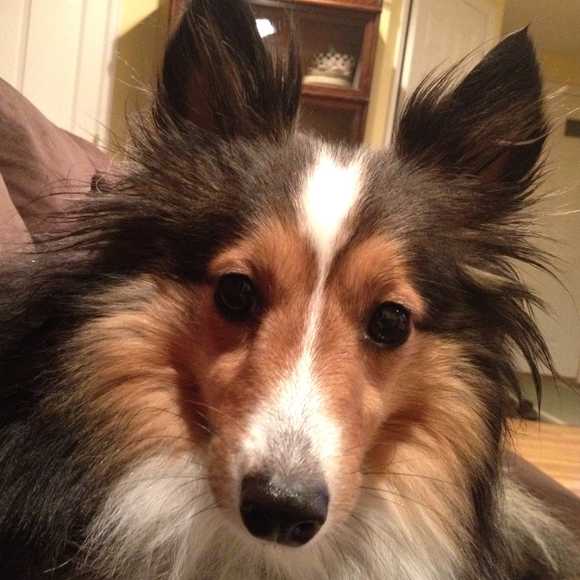 Profile Picture of A Adams (@aadams) on Poshmark