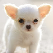 Profile Picture of Felicity Holmes (@felicityholmes21) on Youtube