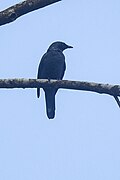 Profile Picture of Halmahera cuckooshrikeon Wikipedia