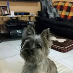 Profile Picture of Lori Whitaker (@lori.gomez.50999) on Facebook