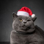 Profile Picture of 𝕬𝖑𝖊𝖝𝖆𝖓𝖉𝖊𝖗 𝕶𝖎𝖗𝖎𝖈𝖍𝖊𝖓𝖐𝖔 (@kiricenko2020) on Instagram