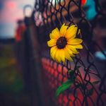 Profile Picture of hamid morowat (@hamidmorowat2022) on Instagram