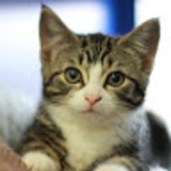 Profile Picture of Eileen Simpson (@eileensimpso770) on Poshmark