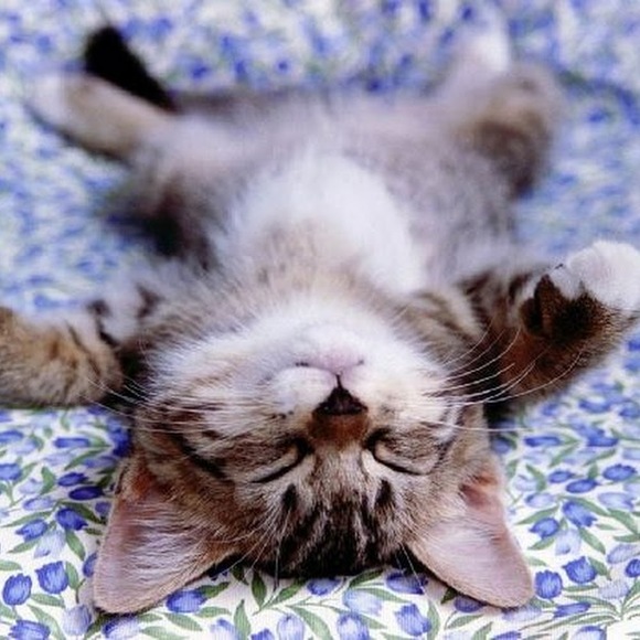 A. Deboucher - Poshmark Profile Picture of A. Deboucher (@d2pans) on Poshmark