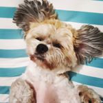 Profile Picture of eddy&lucy (@eddy_pupp) on Instagram