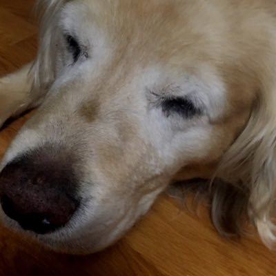 Profile Picture of Michaelwieseler (@michaelwiesele1) on Twitter