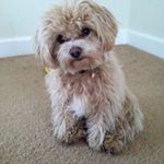 Profile Picture of Jason Bonfigt (@bonnybbbb) on Instagram