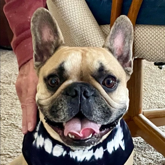 Profile Picture of Jessika Mische (@jessikamische) on Poshmark