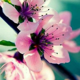 Profile Picture of Virginia Feng (@Chronos_Violet) on Pinterest