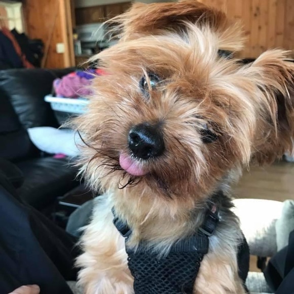 Profile Picture of William Rasmussen (@brazzles) on Poshmark