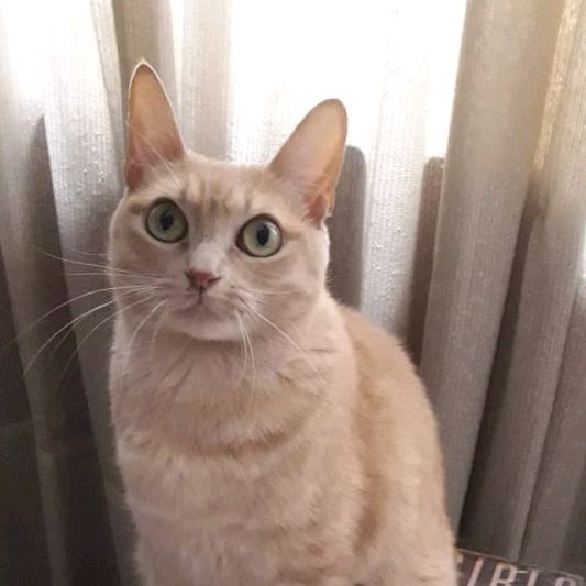 Profile Picture of Roberta Pena (@robertapena7006) on Tiktok