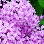 Profile Picture of Michael Frey (@kimfloss363) on Instagram