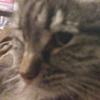 Profile Picture of bobthebilder (@@thomasfritch) on Tiktok