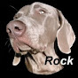 Profile Picture of Rock Weimaraner (@@andrelaragatixa) on Tiktok