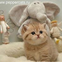 Profile Picture of Star Fruit Lai Mun (@star-fruit-lai-mun) on Quora