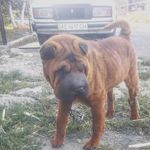 Profile Picture of Аркадий Крохмаль (@arkadiikrokhmal) on Instagram