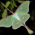 Profile Picture of Joy Vargo (@hoyajoy) on Instagram