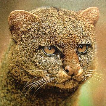 Profile Picture of Andrew MacLennan (@aamaclennan) on Twitter