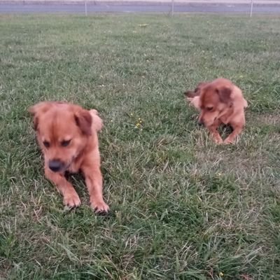 Profile Picture of Piper & Skyler's Mommy (@Christi95084700) on Twitter