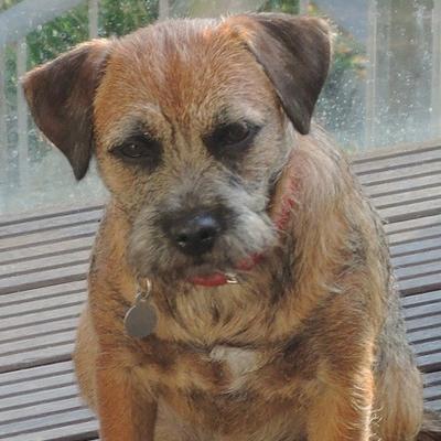 Profile Picture of Jess The Border (@jesstheborder) on Twitter