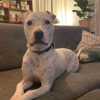 Profile Picture of Dan Hoopes (@danhoopes) on Twitter