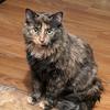 Profile Picture of Mindy Carter (@@cat.dog.mom6) on Tiktok