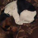 Profile Picture of Sarah N Bob Harris (@beagleparents) on Instagram