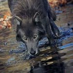 Profile Picture of athena_wolf_ (@_athena_wolf_) on Instagram