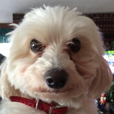Profile Picture of Marty Sfiligoj (@MSfiligoj) on Twitter