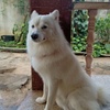 Profile Picture of Ramya Gade (@@tommy_darling) on Tiktok