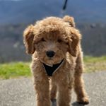 Profile Picture of Stanley (@stanley_the_goldendood) on Instagram