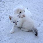 Profile Picture of Ciera  Simpson (@pets.famous.insta) on Instagram