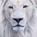 Profile Picture of jose rohena (@joeyfresh1369) on Instagram