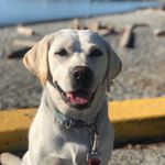 Profile Picture of Ruby Wilder Rose (@rubywilderthelabrador) on Instagram