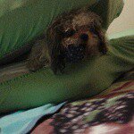 Profile Picture of daniel cassoni (@daniel_cassoni) on Instagram