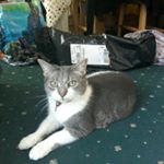 Profile Picture of Daniel&Tilly (@tillsthecat) on Instagram