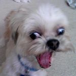 Floyd The Dog - Instagram Profile Picture of Floyd The Dog (@crosseyedfloyd) on Instagram