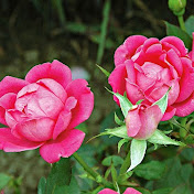 Profile Picture of Saw Dardar Dar (@sawdardardar2292) on Youtube