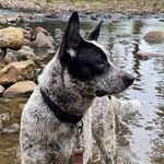 Profile Picture of Tara (@brucedoodleheadhickey) on Instagram