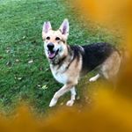 Profile Picture of Darcy (@darcy_the_german_shepard) on Instagram
