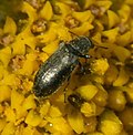 Profile Picture of Listruson Wikipedia