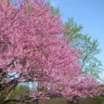 Lorna Stimmel Miles - Instagram Profile Picture of Lorna Stimmel Miles (@farmgirl1959) on Instagram