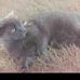 Profile Picture of Joseph Cat Featherstone (@joseph.c.featherstone) on Facebook