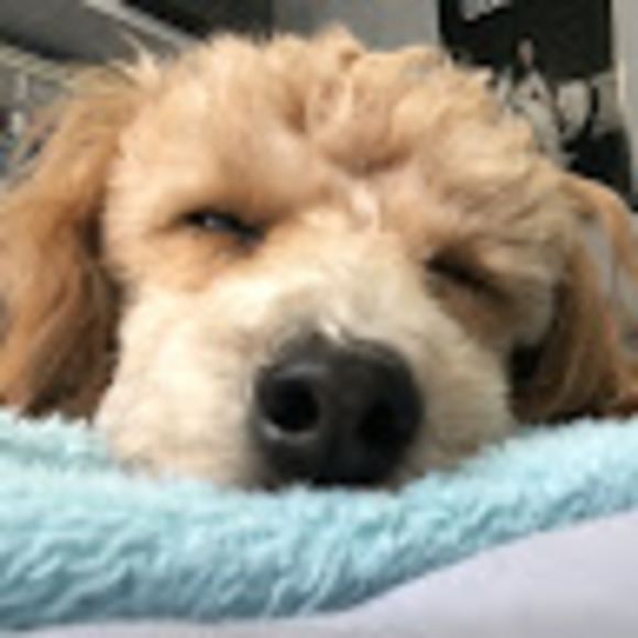 Profile Picture of Aryana birdi Birdi (@an4yra) on Poshmark