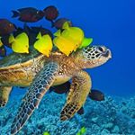 Profile Picture of Aileen Todd (@aileen.todd.12) on Instagram