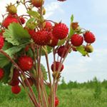 Profile Picture of Ernston Cookie (@ernston_cooki) on Instagram