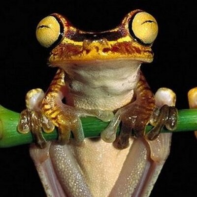 Profile Picture of Bob Bilodeau (@yoctoseconds) on Twitter