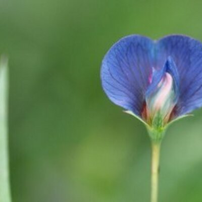 Profile Picture of Michael Gentile (@Outhouse_Savant) on Twitter