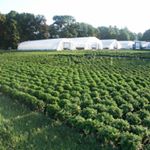 Profile Picture of Dargoonian Farm LLC (@dargoonianfarmllc) on Instagram